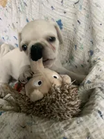 Ace, a male Pug for sale in Schulenburg, TX – Photo 8 of 10