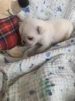 Ace, a male Pug for sale in Schulenburg, TX – Photo 7 of 10