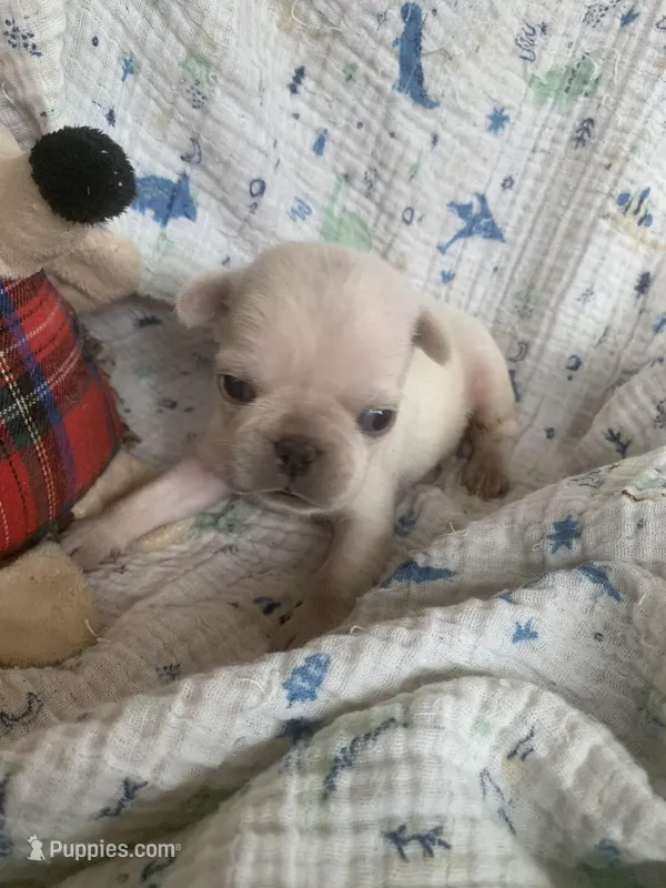 Ace – Pug puppy for sale in Schulenburg, TX