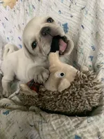 Ace, a male Pug for sale in Schulenburg, TX – Photo 5 of 10