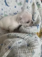 Ace, a male Pug for sale in Schulenburg, TX – Photo 2 of 10