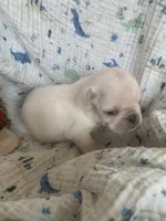 Ace, a male Pug for sale in Schulenburg, TX – Photo 5 of 10