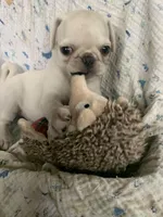 Ace, a male Pug for sale in Schulenburg, TX – Photo 6 of 10