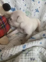 Ace, a male Pug for sale in Schulenburg, TX – Photo 10 of 10