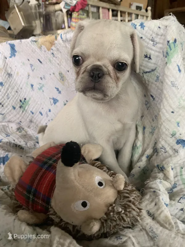 Ace – Pug puppy on hold in Schulenburg, TX
