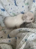 Ace, a male Pug for sale in Schulenburg, TX – Photo 3 of 10