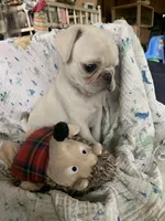 Ace, a male Pug for sale in Schulenburg, TX – Photo 9 of 10