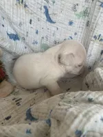 Ace, a male Pug for sale in Schulenburg, TX – Photo 6 of 10