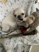 Ace, a male Pug for sale in Schulenburg, TX – Photo 4 of 10