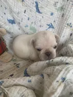 Ace, a male Pug for sale in Schulenburg, TX – Photo 4 of 10