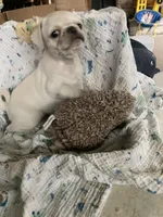 Ace, a male Pug for sale in Schulenburg, TX – Photo 2 of 10