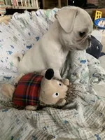 Ace, a male Pug for sale in Schulenburg, TX – Photo 10 of 10