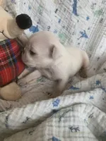 Ace, a male Pug for sale in Schulenburg, TX – Photo 9 of 10