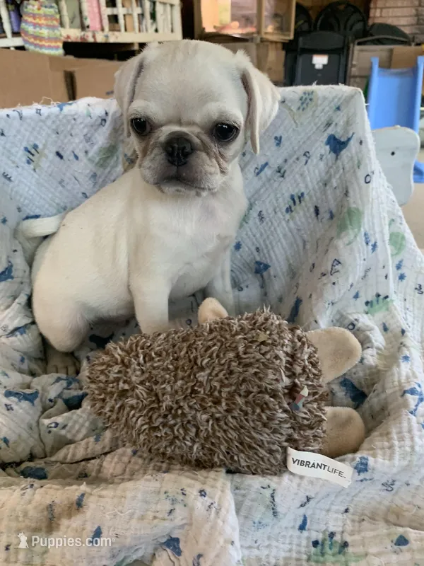 Ace – Pug puppy for sale in Schulenburg, TX