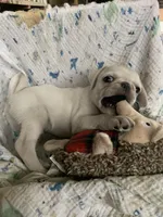 Ace, a male Pug for sale in Schulenburg, TX – Photo 3 of 10