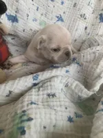 Ace, a male Pug for sale in Schulenburg, TX – Photo 8 of 10