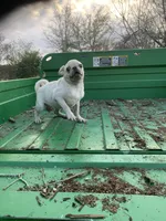Grace, a female Pug for sale in Schulenburg, TX – Photo 7 of 10
