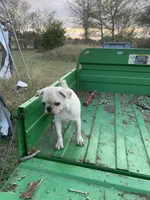 Grace, a female Pug for sale in Schulenburg, TX – Photo 3 of 10