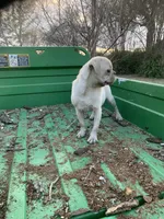 Grace, a female Pug for sale in Schulenburg, TX – Photo 8 of 10