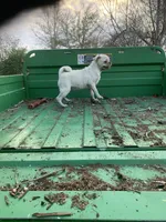 Grace, a female Pug for sale in Schulenburg, TX – Photo 2 of 10