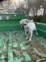 Grace, a female Pug for sale in Schulenburg, TX – Photo 10 of 10