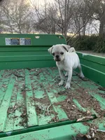 Grace, a female Pug for sale in Schulenburg, TX – Photo 1 of 10