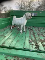 Grace, a female Pug for sale in Schulenburg, TX – Photo 9 of 10