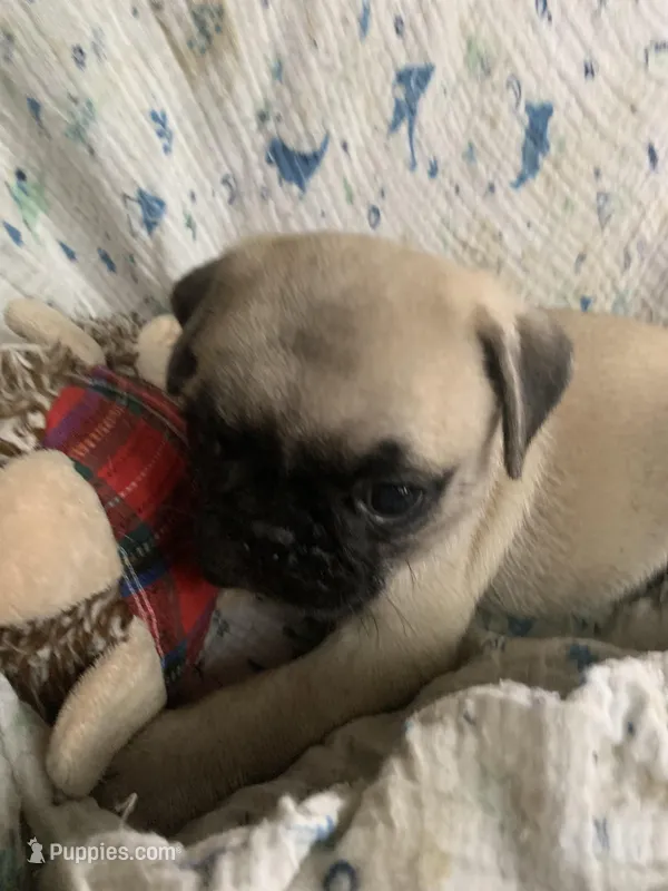 Cringle – Pug puppy for sale in Schulenburg, TX
