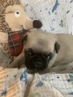 Cringle, a male Pug for sale in Schulenburg, TX – Photo 3 of 4