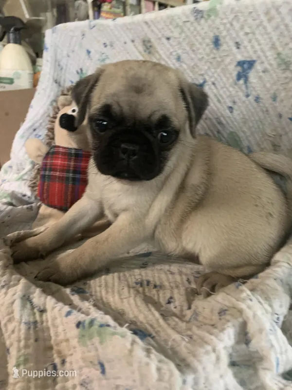 Cringle – Pug puppy for sale in Schulenburg, TX