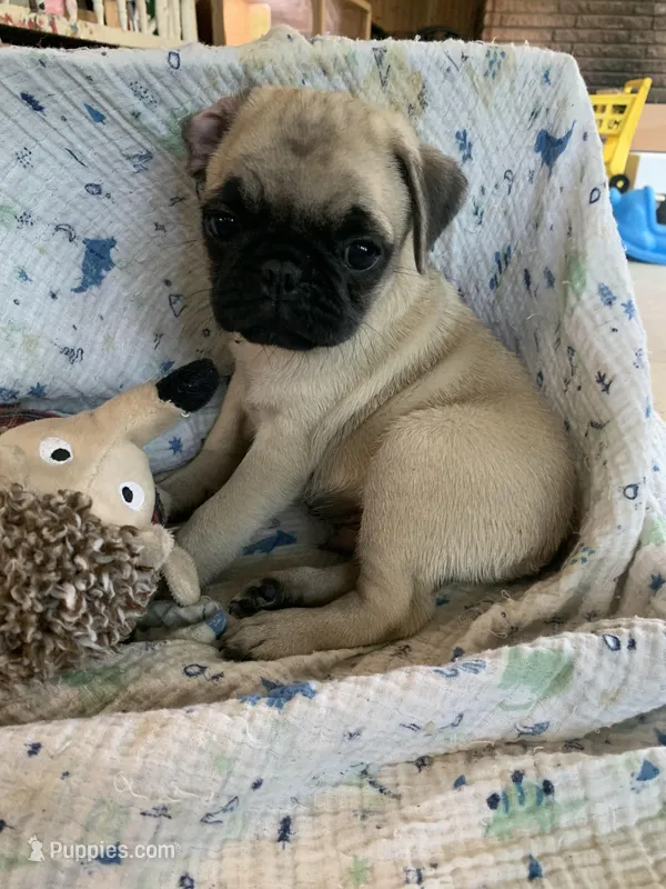 Cringle – Pug puppy for sale in Schulenburg, TX