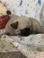 Cringle, a male Pug for sale in Schulenburg, TX – Photo 4 of 4