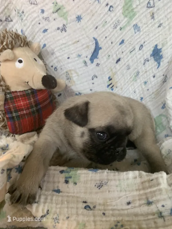 Cringle – Pug puppy for sale in Schulenburg, TX