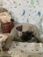 Cringle, a male Pug for sale in Schulenburg, TX – Photo 1 of 4