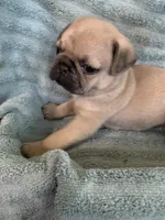 Phoenix, a male Pug for sale in Schulenburg, TX – Photo 4 of 10