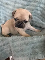 Phoenix, a male Pug for sale in Schulenburg, TX – Photo 7 of 10