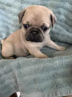 Phoenix, a male Pug for sale in Schulenburg, TX – Photo 2 of 10
