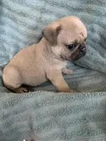 Phoenix, a male Pug for sale in Schulenburg, TX – Photo 10 of 10