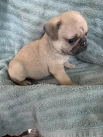 Phoenix, a male Pug for sale in Schulenburg, TX – Photo 9 of 10