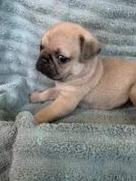 Phoenix, a male Pug for sale in Schulenburg, TX – Photo 6 of 10