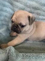 Phoenix, a male Pug for sale in Schulenburg, TX – Photo 3 of 10