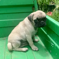 Cringle, a male Pug for sale in Schulenburg, TX – 3 of 10