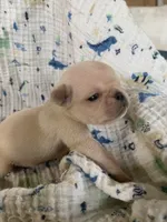 Mia, a female Pug for sale in Schulenburg, TX – 2 of 5