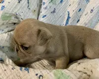 Indy , a female Pug for sale in Schulenburg, TX – 7 of 10