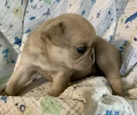 Indy , a female Pug for sale in Schulenburg, TX – 8 of 10