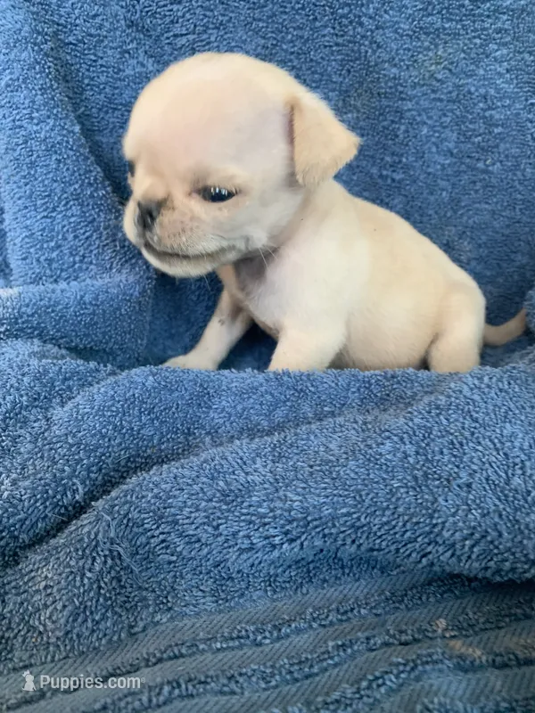 Boo – Pug puppy for sale in Schulenburg, TX