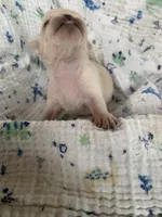Lily, a female Pug for sale in Schulenburg, TX – 5 of 6