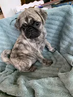 Charlie, a male Pug for sale in Schulenburg, TX – Photo 7 of 10