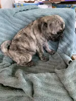 Charlie, a male Pug for sale in Schulenburg, TX – Photo 6 of 10