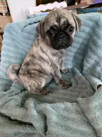 Charlie, a male Pug for sale in Schulenburg, TX – Photo 8 of 10